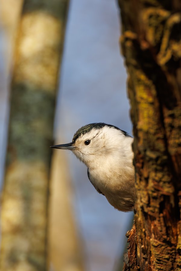 White-breasted Nuthatch