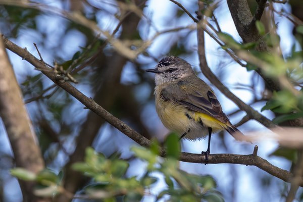 Yellow-rumped Thornbill