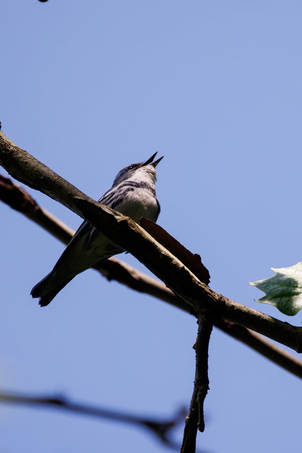 Cerulean Warbler