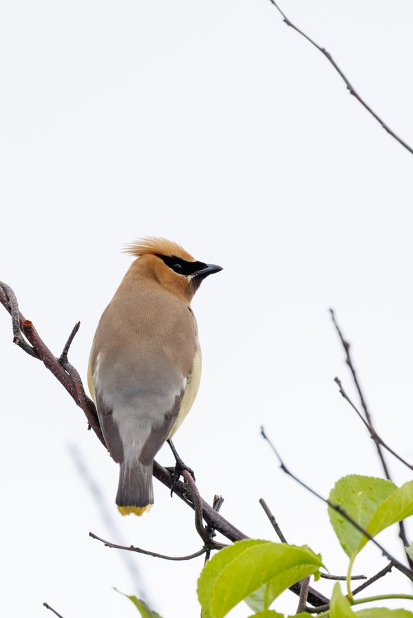 Cedar Waxwing