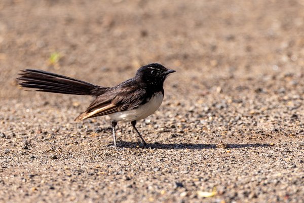 Willie Wagtail