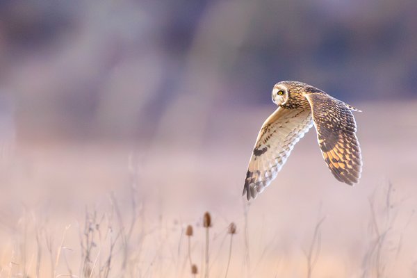 Short-eared Owl