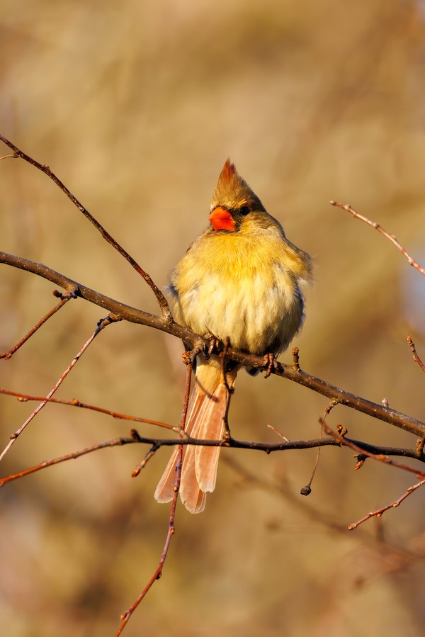 Northern Cardinal