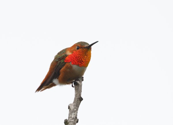 Allen's Hummingbird