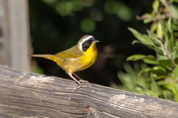 Common Yellowthroat