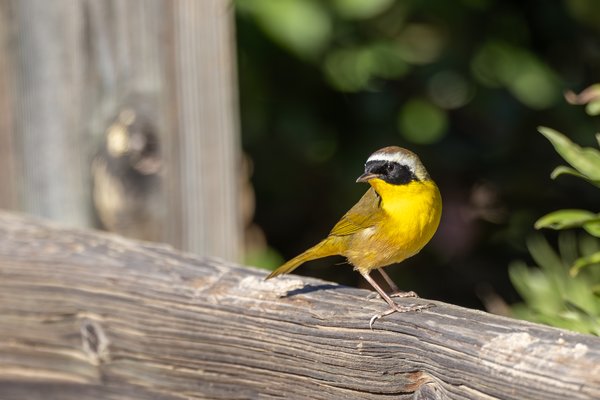 Common Yellowthroat