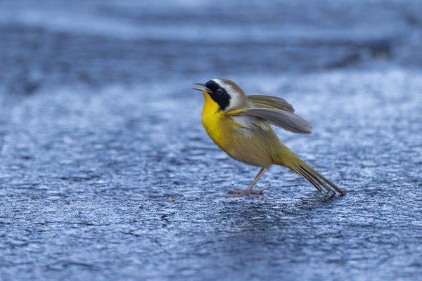 Common Yellowthroat