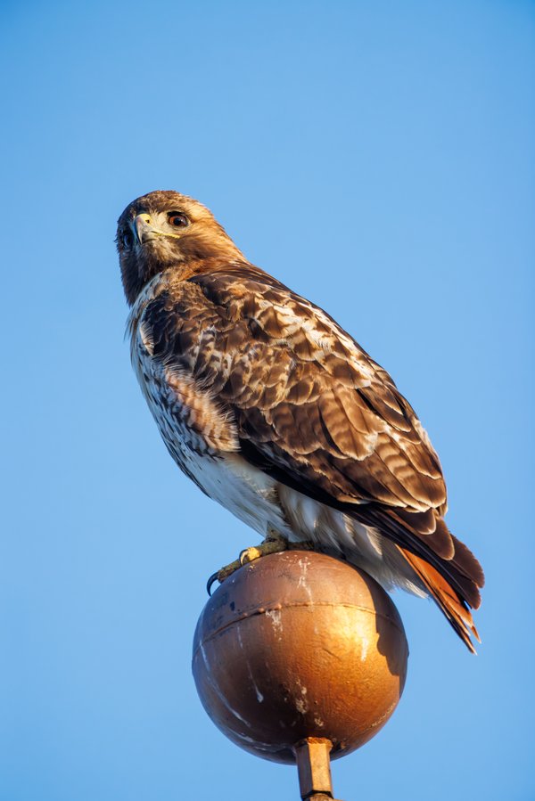 Red-tailed Hawk