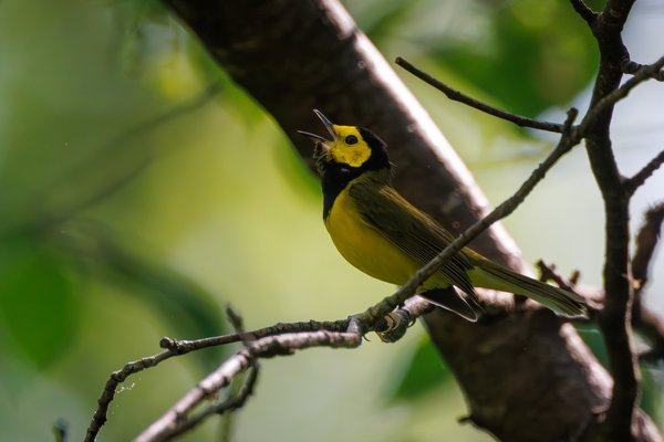 Hooded Warbler