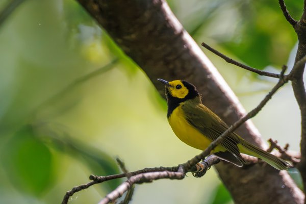 Hooded Warbler