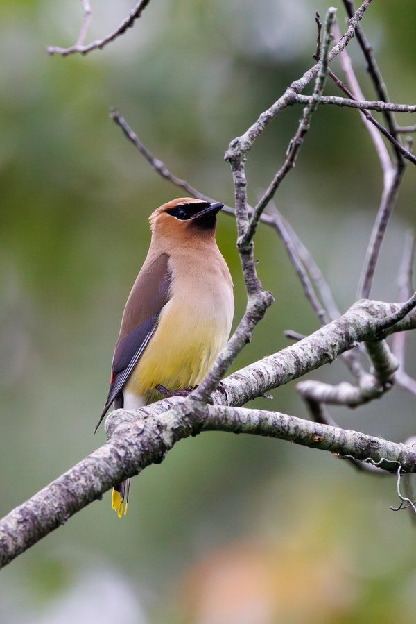 Cedar Waxwing