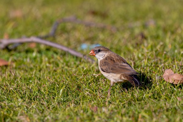 Pin-tailed Whydah