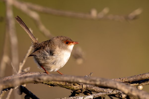 Superb Fairywren