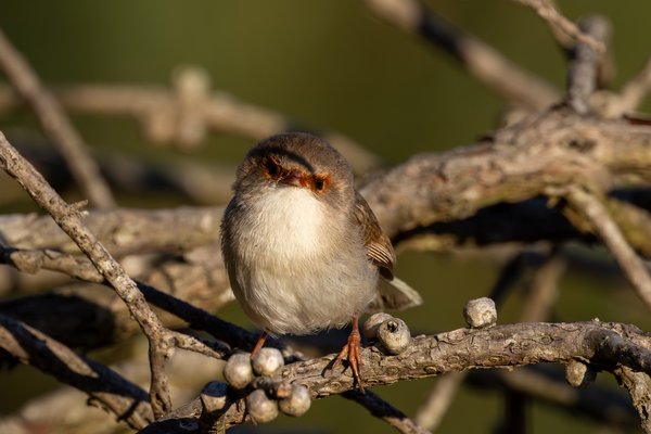 Superb Fairywren