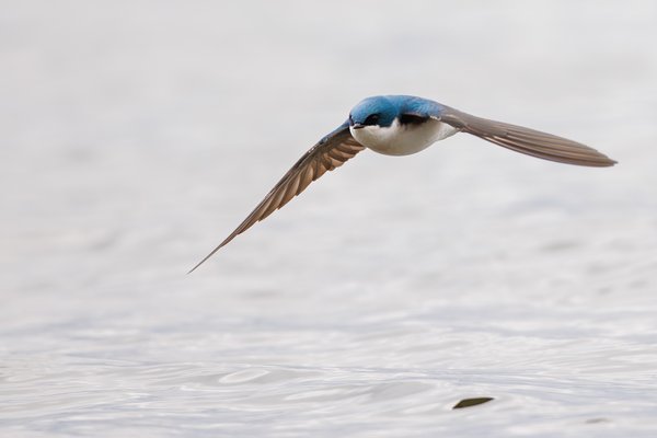 Tree Swallow