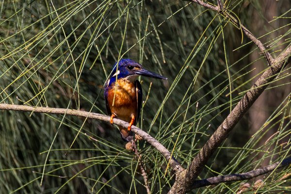 Azure Kingfisher