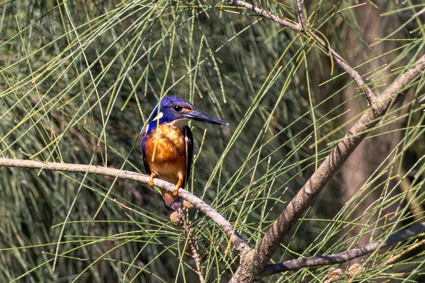 Azure Kingfisher