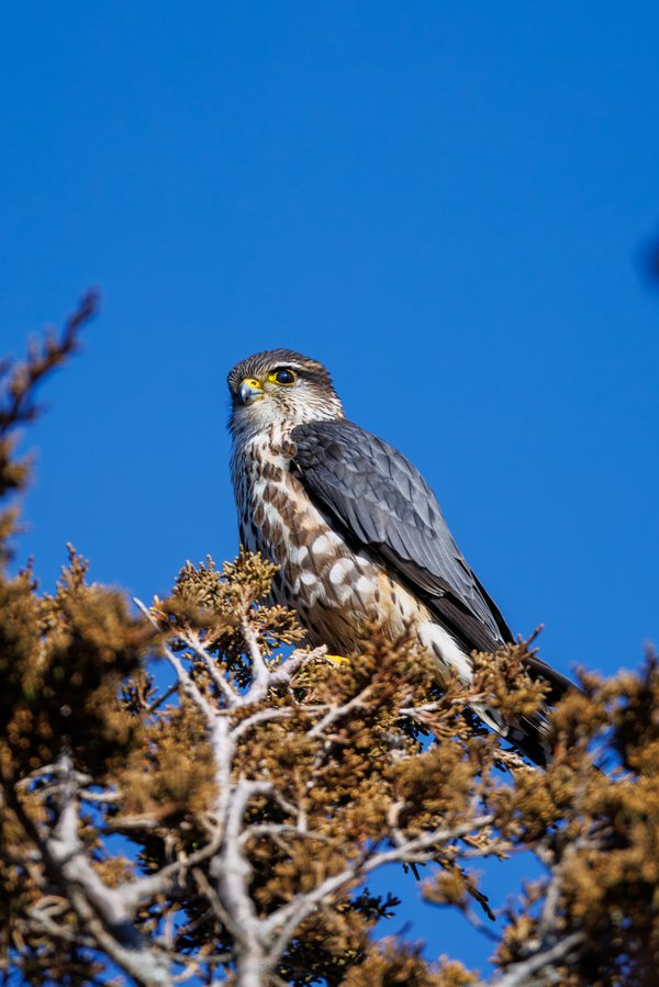 Merlin