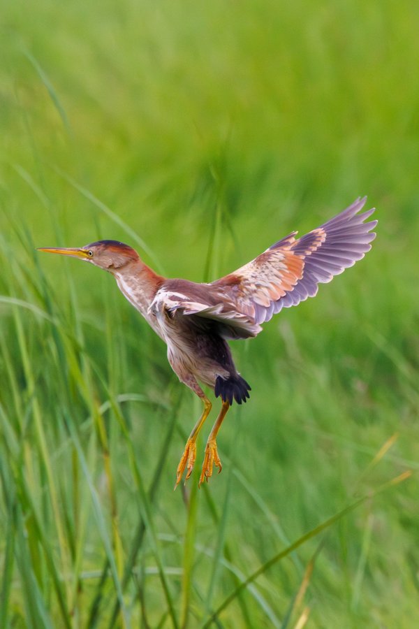 Least Bittern