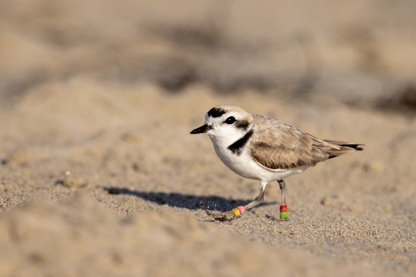 Snowy Plover