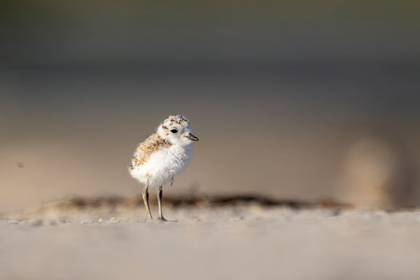 Snowy Plover