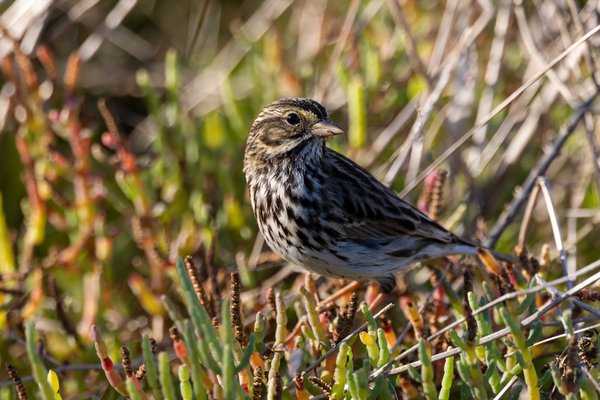 Savannah Sparrow