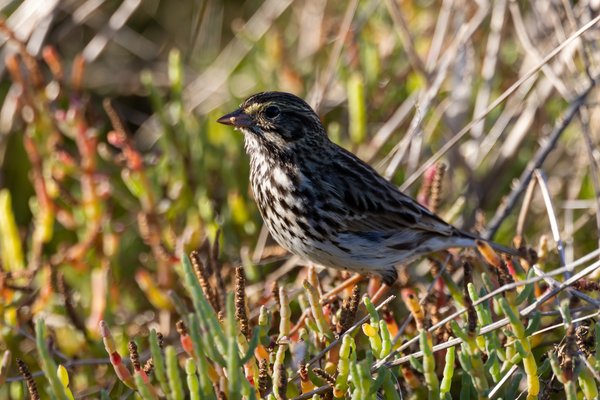 Savannah Sparrow