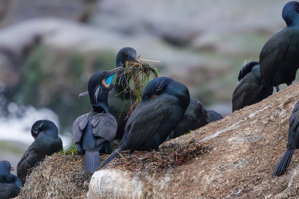 Brandt's Cormorant