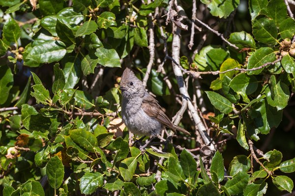 Oak Titmouse