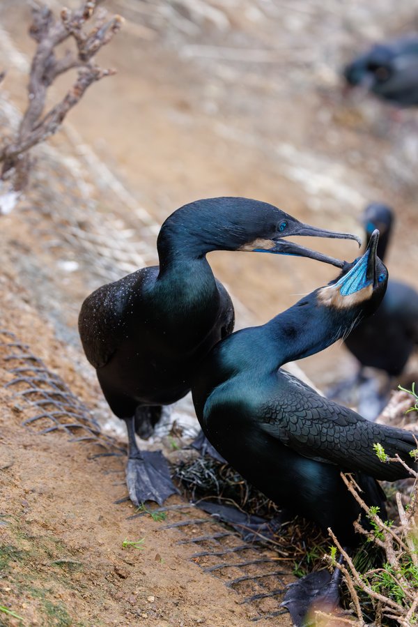 Brandt's Cormorant
