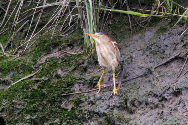 Least Bittern