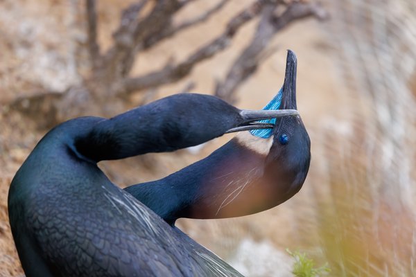 Brandt's Cormorant