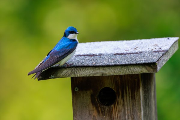 Tree Swallow
