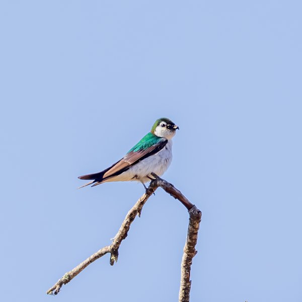 Violet-green Swallow