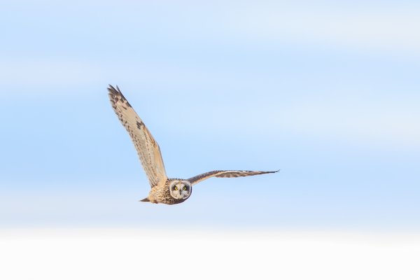 Short-eared Owl