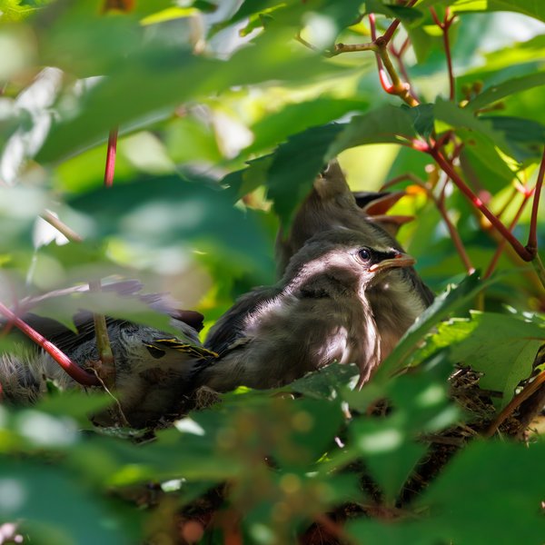 Cedar Waxwing