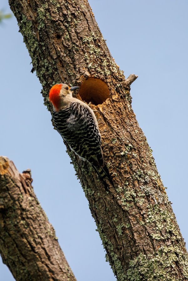 Red-bellied Woodpecker