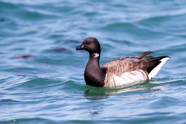 Brant