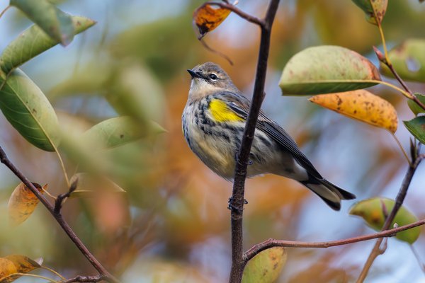 Yellow-rumped Warbler