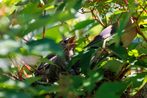 Cedar Waxwing
