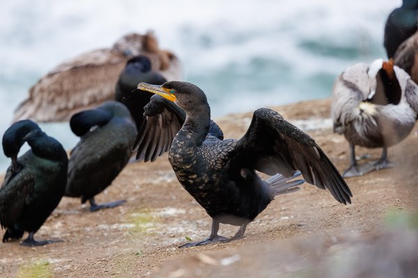 Brandt's Cormorant