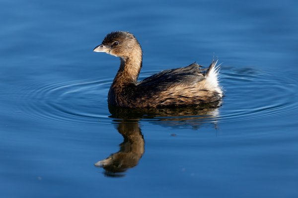 Pied-billed Grebe