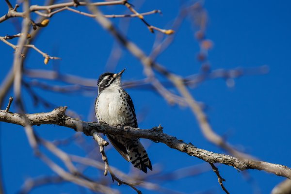 Nuttall's Woodpecker
