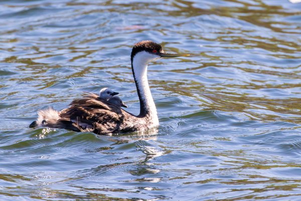 Western Grebe