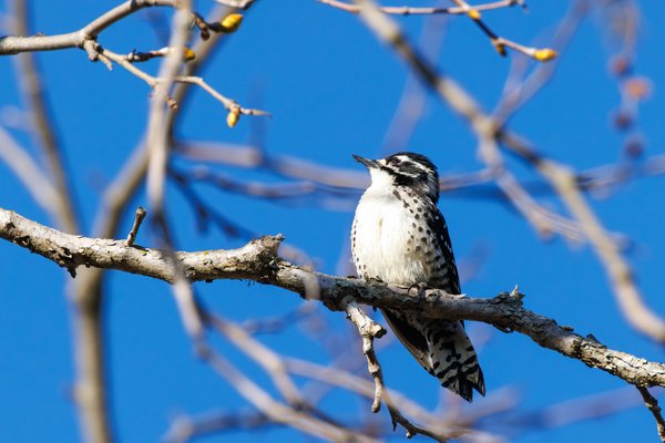 Nuttall's Woodpecker