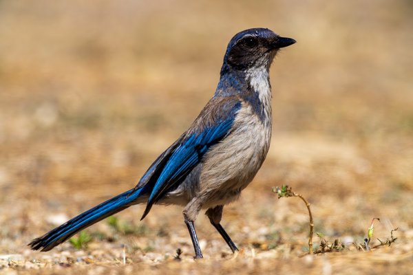California Scrub-Jay