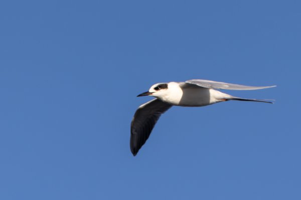 Forster's Tern