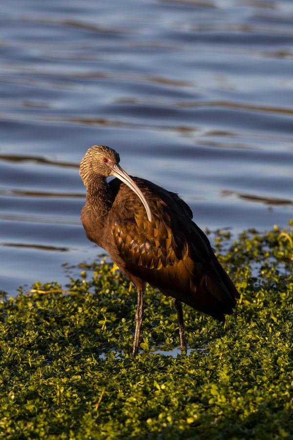 Glossy Ibis