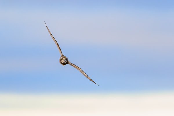 Short-eared Owl