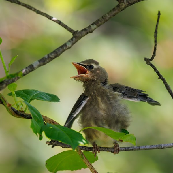 Cedar Waxwing